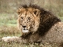african lion, tanzania, africa