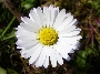 daisy-close-up
