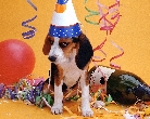 party_dog