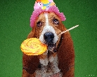 party_dog3