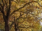 autumn-tree-tops