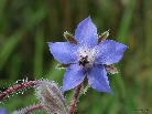 blue-spikey-flower