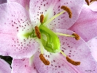 oriental-lily-flower-head-2