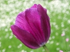 purple-tulip-against-meadow