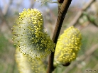 pussy-willow-suffolk