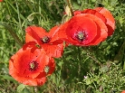 three-poppies