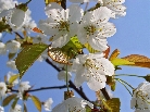 white-tree-blossom