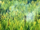 a forest is born after the fire, glacier national park, montana