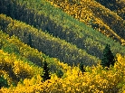 aspen tree pattern, maroon creek valley, white river national forest, colorado