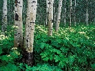 aspens and cow parsnip, white river national forest, colorado