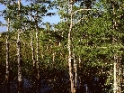 dwarf cypress forest, everglades national park, florida