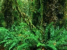 hoh rainforest, olympic national park, washington