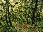 moss covered maple trees, mount rainier national park, washington