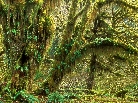 _quinault rainforest, olympic national park, washington