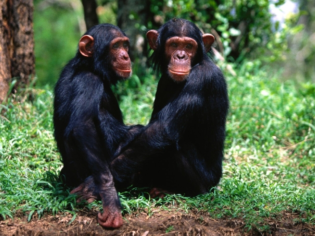 Wallpaper - a pair of troublemakers, chimpanzees - -   wallpapers