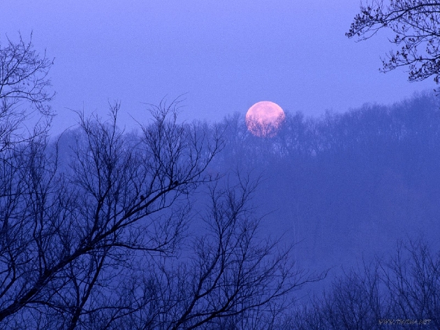Wallpaper - full moon setting, percy warner state park, tennessee - -   wallpapers