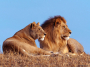 african lions