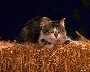 cat_on_hay
