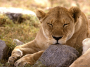 african lion, serengeti, africa