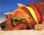 dog_beach