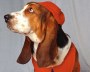 dressed_beagle