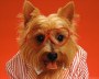dressed_dog