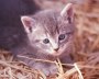 kitten