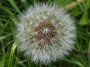 dandelion-head