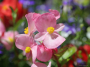fibrous begonia blur