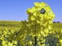 rape-seed-field-3