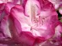 red-rhododendrons2