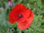 single-red-poppy