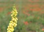 tall-yellow-flower