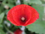 wild-poppy2