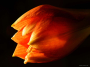 amaryllis1