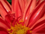 red-dahlias-petals