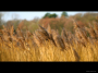 reeds-in-the-autumn-wind
