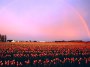 paysages 05