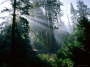 a wonder in the woods