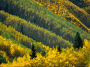 aspen tree pattern, maroon creek valley, white river national forest, colorado